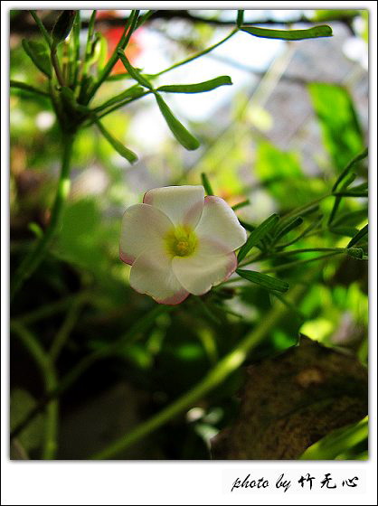 ����Ļ���~P8,�׻�������..