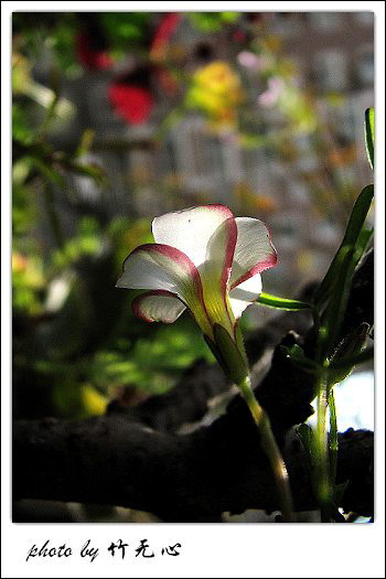 ����Ļ���~P8,�׻�������..