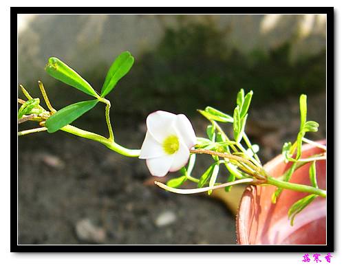 ż�ҵ������