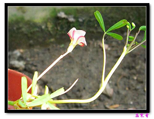 ż�ҵ������