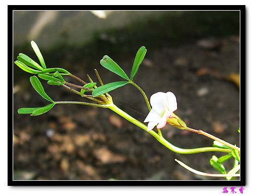 ˫ɫ�����ݿ���