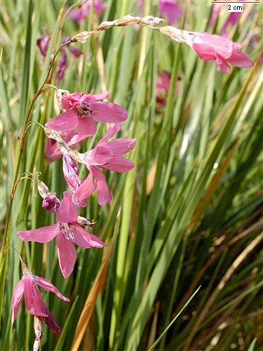 �����԰GARDENING WITH BULBS