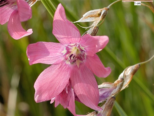 �����԰GARDENING WITH BULBS