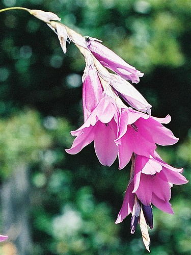 �����԰GARDENING WITH BULBS