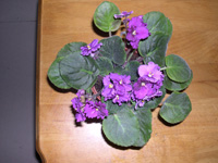 �ҵ�СС���������������´��죩