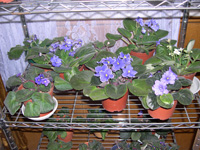 �ҵ�СС���������������´��죩