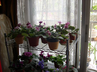 �ҵ�СС���������������´��죩