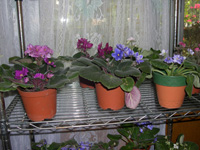 �ҵ�СС���������������´��죩