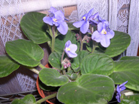 �ҵ�СС���������������´��죩