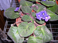 �ҵ�СС���������������´��죩