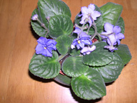 �ҵ�СС���������������´��죩