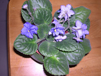 �ҵ�СС���������������´��죩