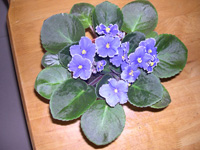 �ҵ�СС���������������´��죩