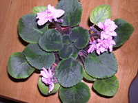 �ҵ�СС���������������´��죩