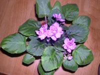 �ҵ�СС���������������´��죩