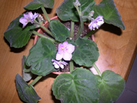 �ҵ�СС���������������´��죩