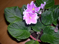 �ҵ�СС���������������´��죩