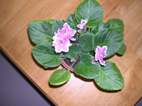 �ҵ�СС���������������´��죩