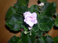 �ҵ�СС���������������´��죩