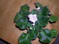 �ҵ�СС���������������´��죩