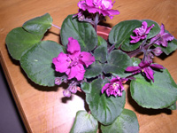 �ҵ�СС���������������´��죩