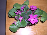 �ҵ�СС���������������´��죩