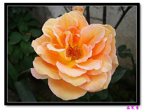 ��������¼���԰:P19ͯ��Ů�����ɵ�������գ�����,����