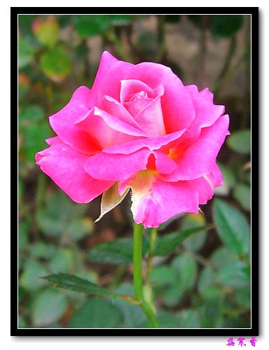 ��������¼���԰:P19ͯ��Ů�����ɵ�������գ�����,����