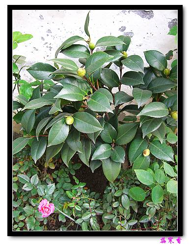 �Ҽ������е�,�����е�,�������еĲ軨:XYP��������ܵ�Ʒ��