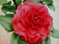 �Ҽ������е�,�����е�,�������еĲ軨:XYP��������ܵ�Ʒ��