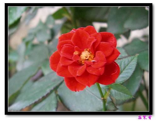 ��������¼���԰:P19ͯ��Ů�����ɵ�������գ�����,����