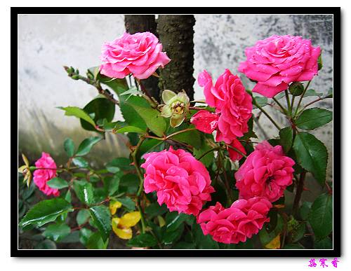 ��������¼���԰:P19ͯ��Ů�����ɵ�������գ�����,����