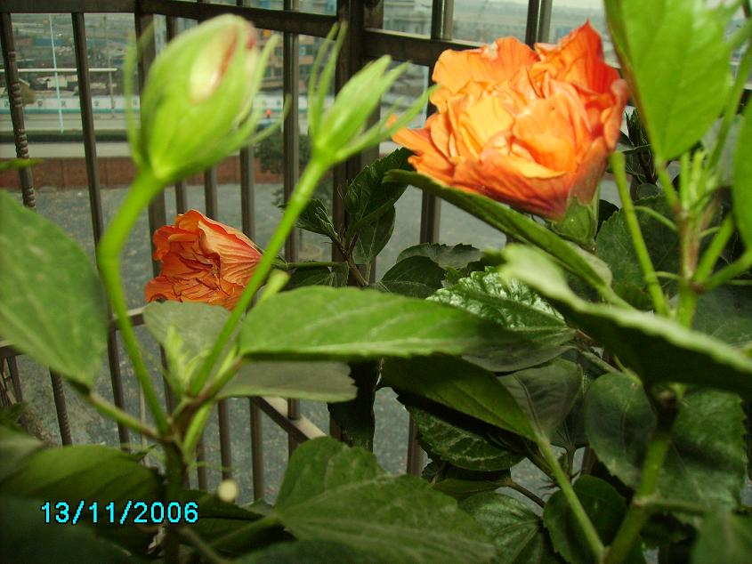 ���Է���--Ư���ķ�ɣ