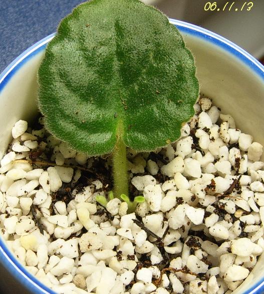 [ԭ��]���Ĳ�����������