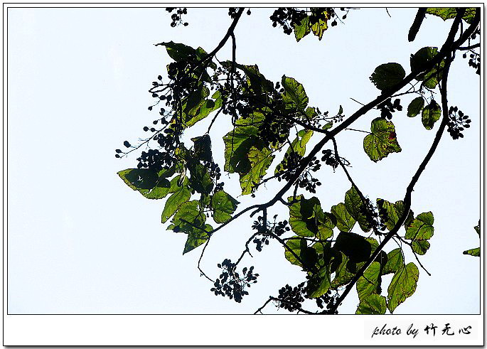 פ������