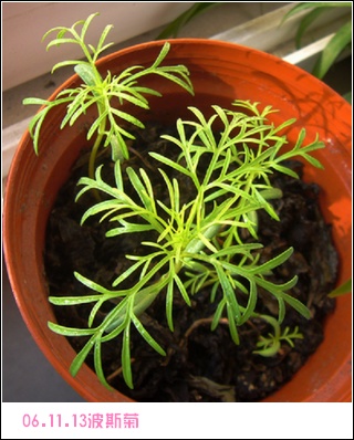 ����2006�ֻ��ռ�