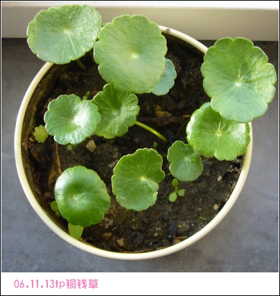 ����2006�ֻ��ռ�