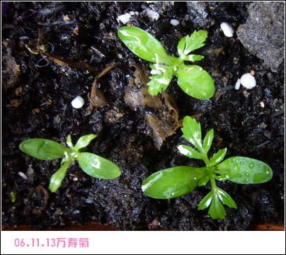 ����2006�ֻ��ռ�