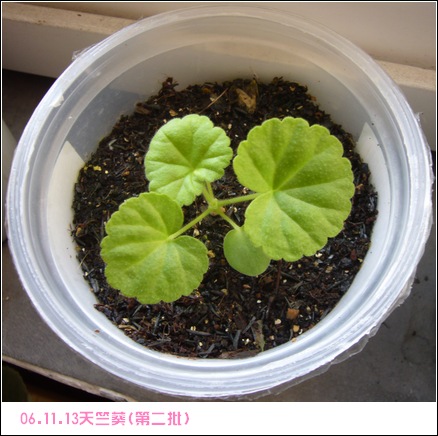 ����2006�ֻ��ռ�