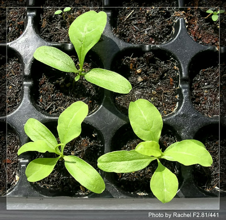 [�ܼ�]�aRachelҲ��ʼ�ﲥ���֡���P15���ܸ��£�