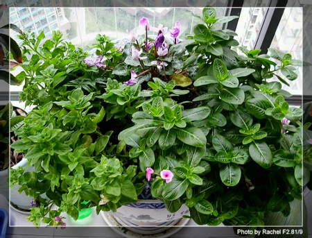 [�ܼ�]�aRachelҲ��ʼ�ﲥ���֡���P15���ܸ��£�