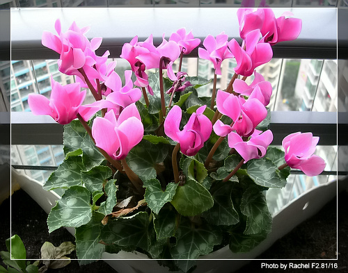 [�ܼ�]�aRachelҲ��ʼ�ﲥ���֡���P15���ܸ��£�