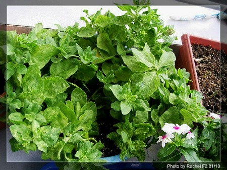 [�ܼ�]�aRachelҲ��ʼ�ﲥ���֡���P15���ܸ��£�