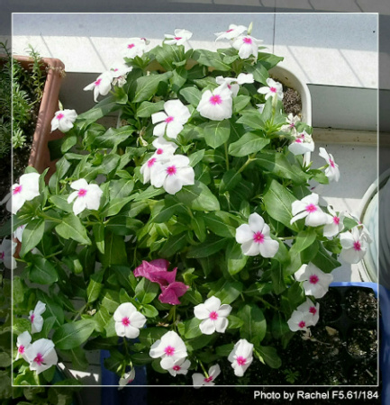 [�ܼ�]�aRachelҲ��ʼ�ﲥ���֡���P15���ܸ��£�