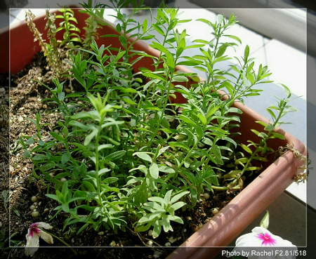 [�ܼ�]�aRachelҲ��ʼ�ﲥ���֡���P15���ܸ��£�