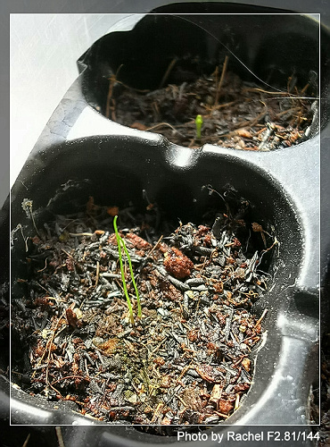 [�ܼ�]�aRachelҲ��ʼ�ﲥ���֡���P15���ܸ��£�