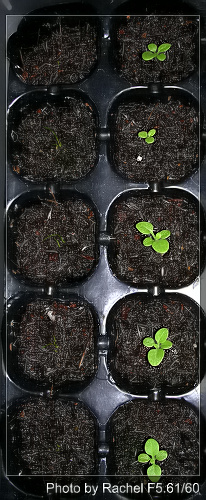 [�ܼ�]�aRachelҲ��ʼ�ﲥ���֡���P15���ܸ��£�