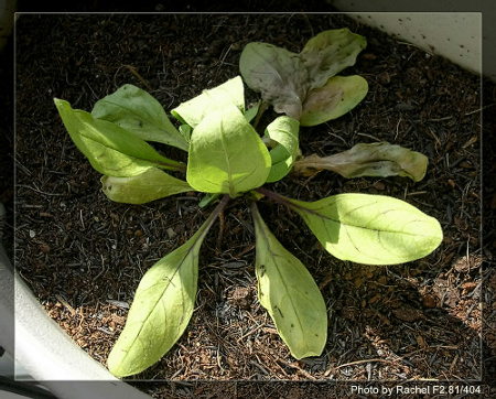 [�ܼ�]�aRachelҲ��ʼ�ﲥ���֡���P13ϲ�ֲ����ˣ�