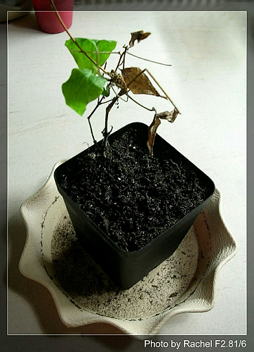 [�ܼ�]�aRachelҲ��ʼ�ﲥ���֡���P15���ܸ��£�