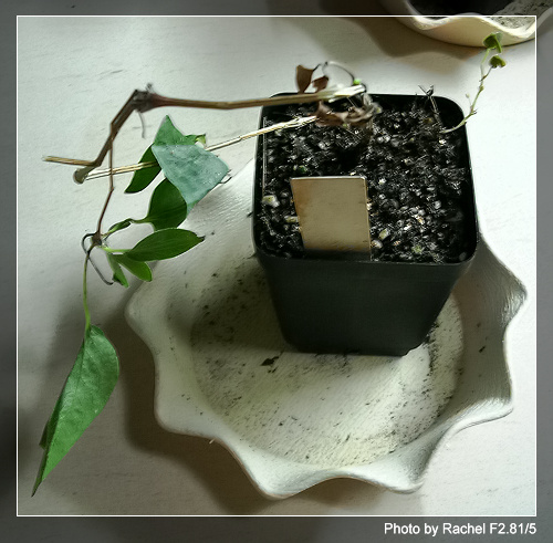 [�ܼ�]�aRachelҲ��ʼ�ﲥ���֡���P15���ܸ��£�